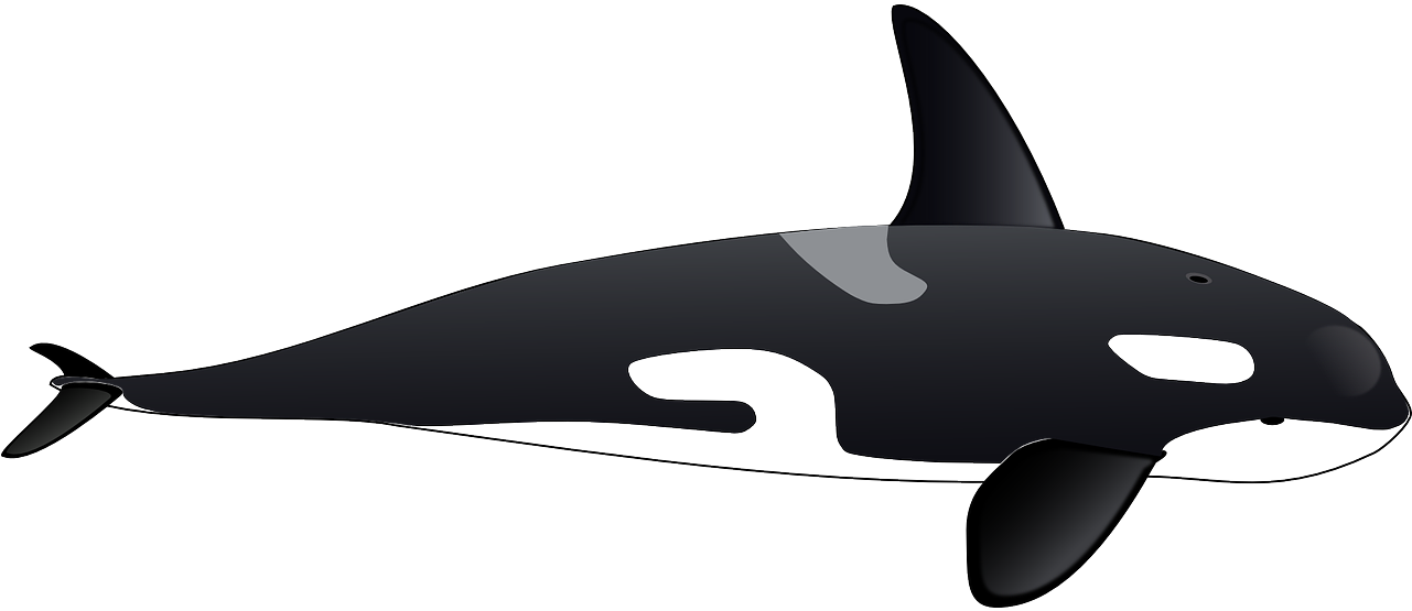 Killer Clip Art Black - Orca Clipart - Png Download (1280x640), Png Download
