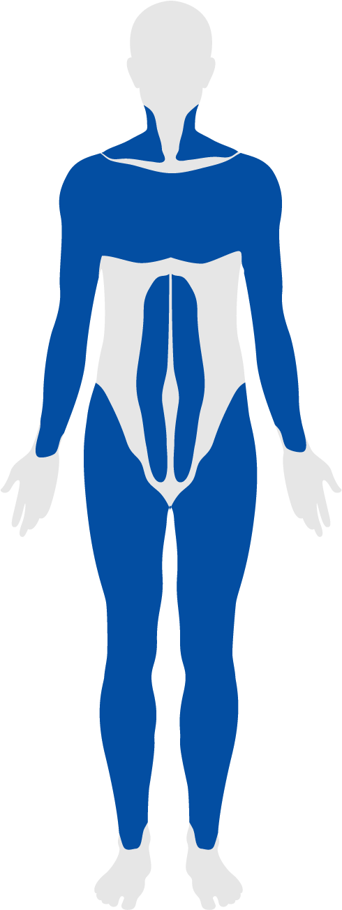 Muscular System Clipart (504x1302), Png Download