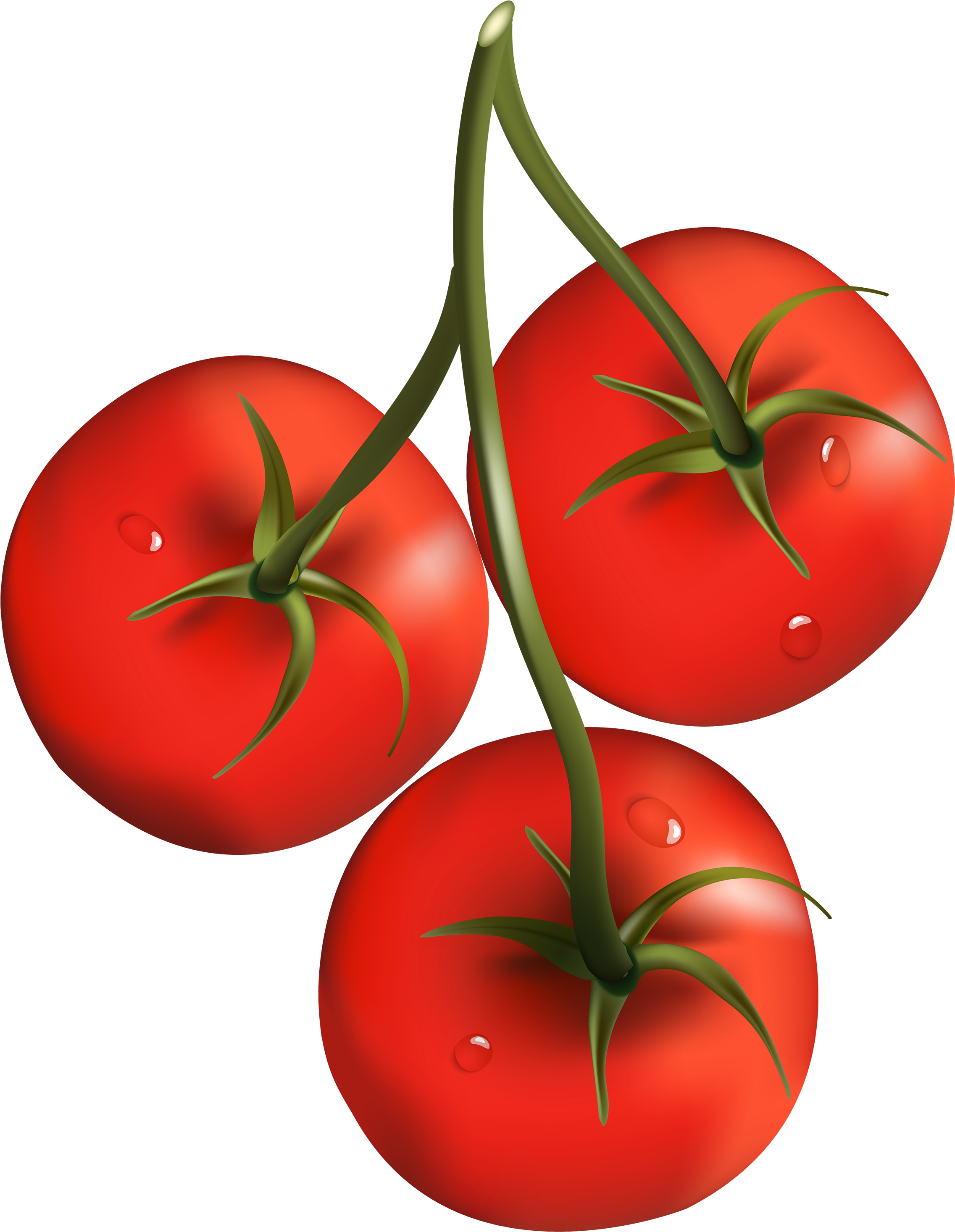 Tomato Clipart Transparent Background - Png Download (2324x3000), Png Download