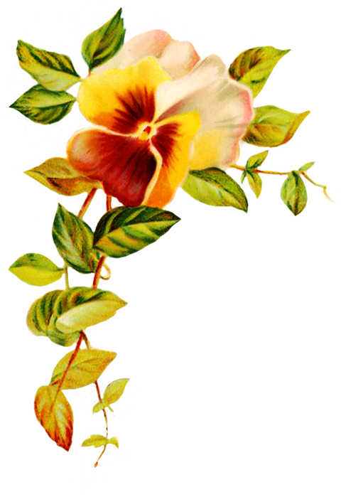 Graphics For Poppies Transparent Corner Graphics Www - Blank Greeting Cards Designs Clipart (517x709), Png Download