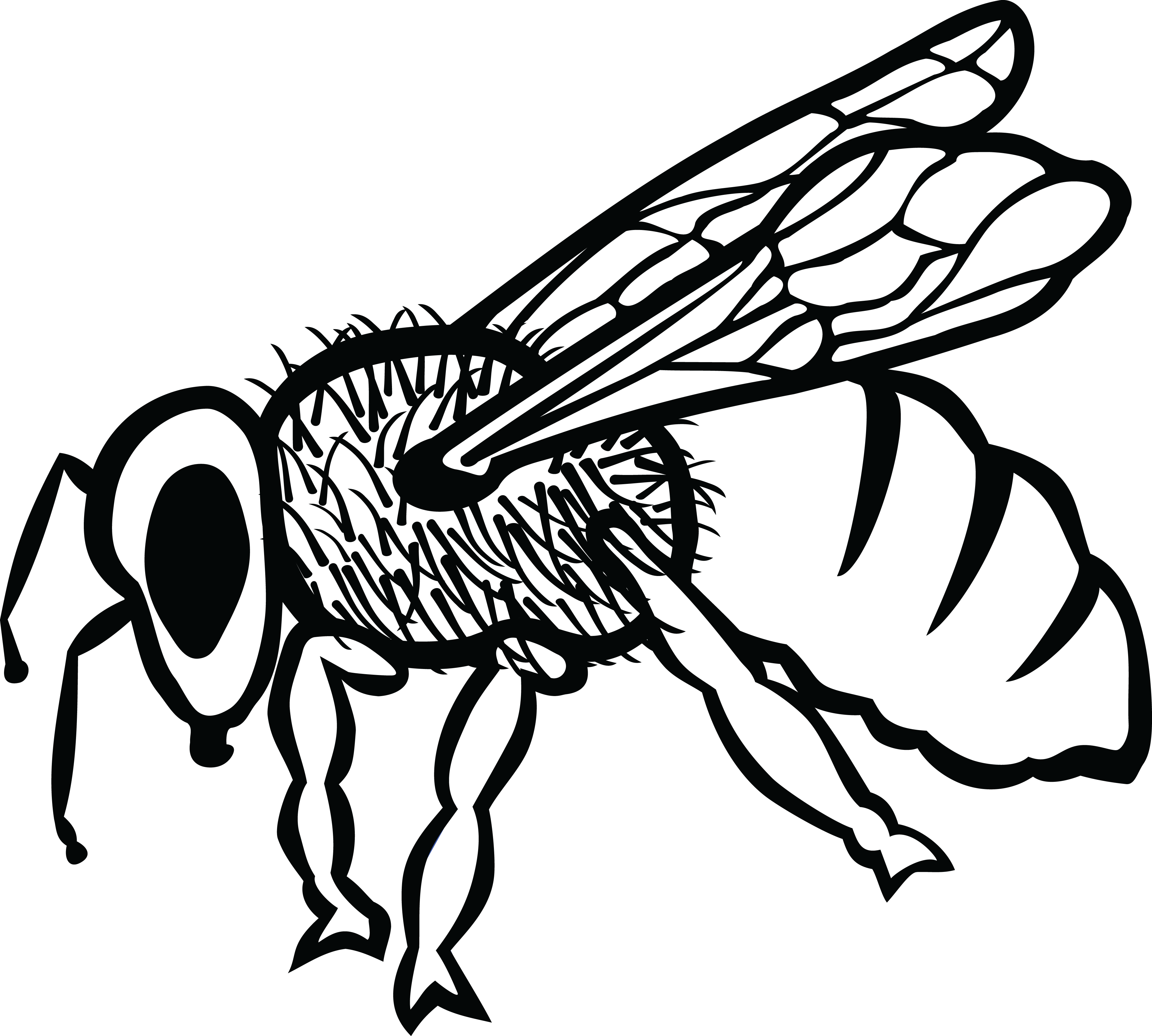 Free Clipart Of A Bee - Arı Karakalem - Png Download (4000x3599), Png Download
