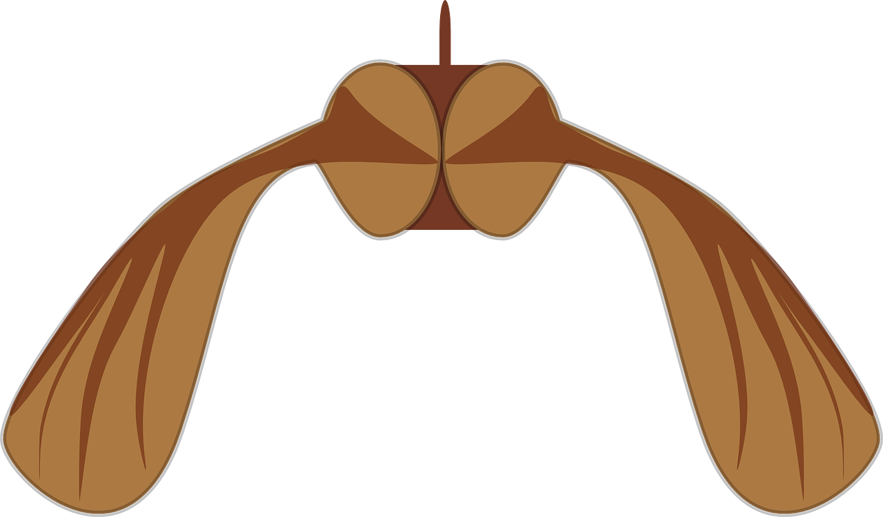 Maple Seed Biology Helicopter Png Image - Sycamore Seed Clipart Transparent Png (1280x749), Png Download