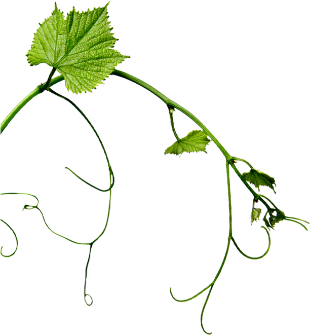 Learn More - 1x Amarone Della Valpolicella Cadis Docg 2009 Cantina Clipart (611x670), Png Download