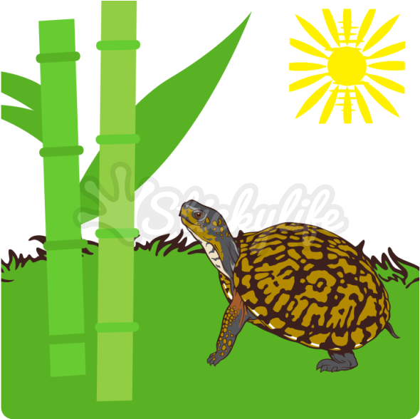 Eastern Box Turtle Decal Clipart (940x587), Png Download