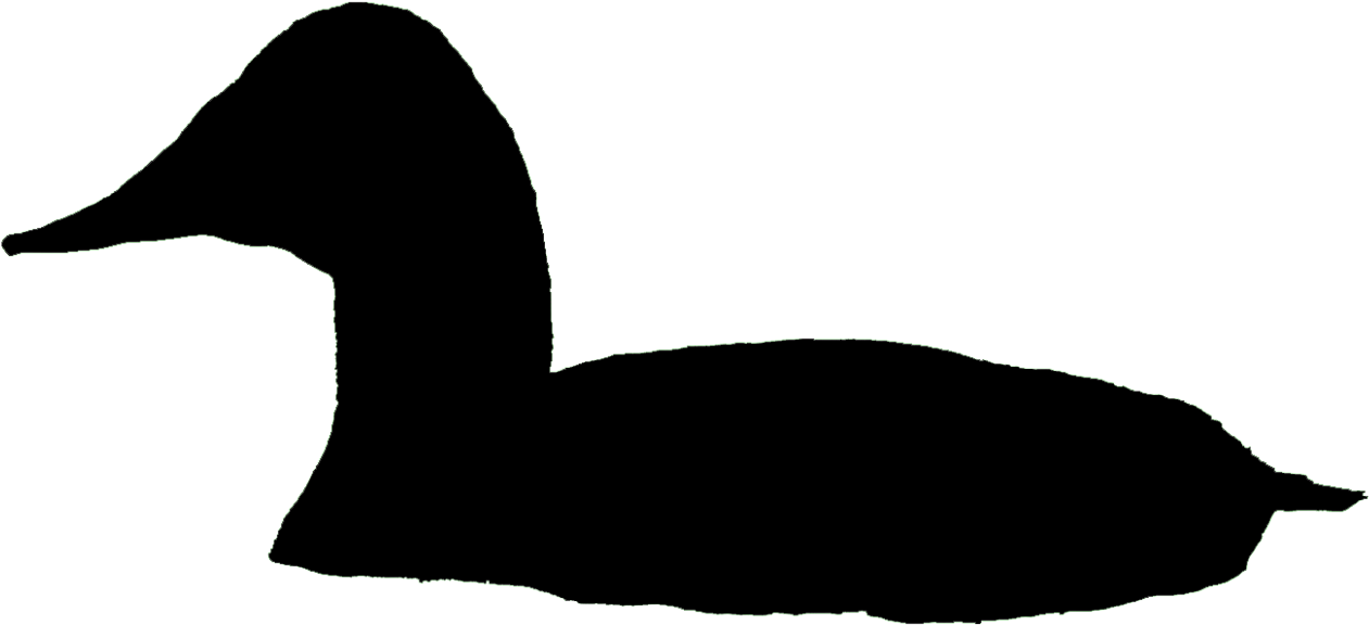 Canvasback Male Bronx Zoo - Canvasback Silhouette Clipart (1300x595), Png Download