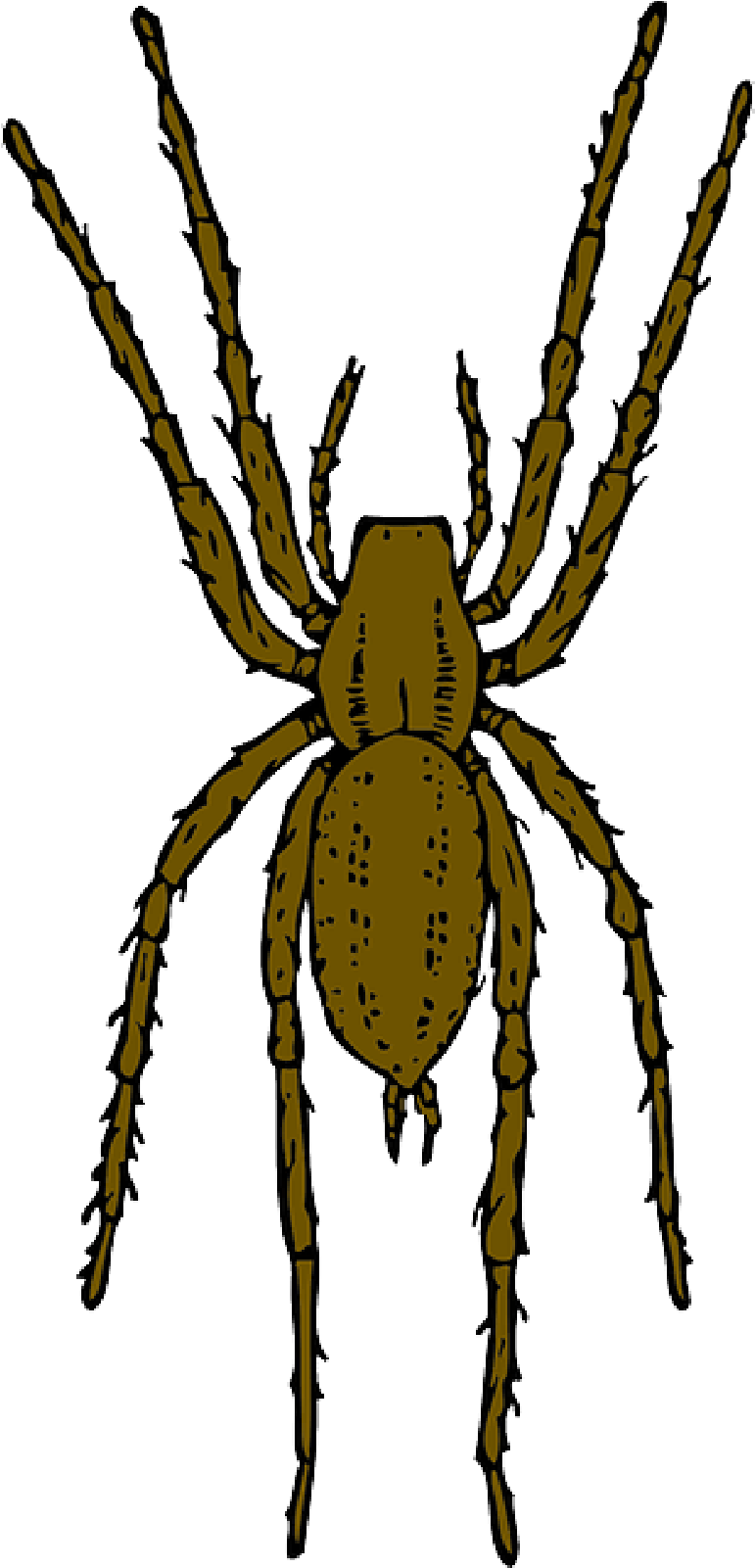 Black And White Stock Free Pictures Arachnid Images - Brown Spider Clipart - Png Download (800x1600), Png Download