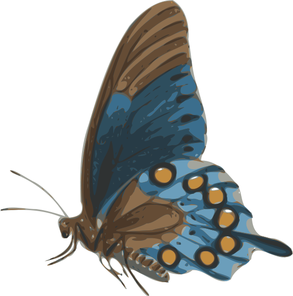 Butterfly Clipart (593x600), Png Download