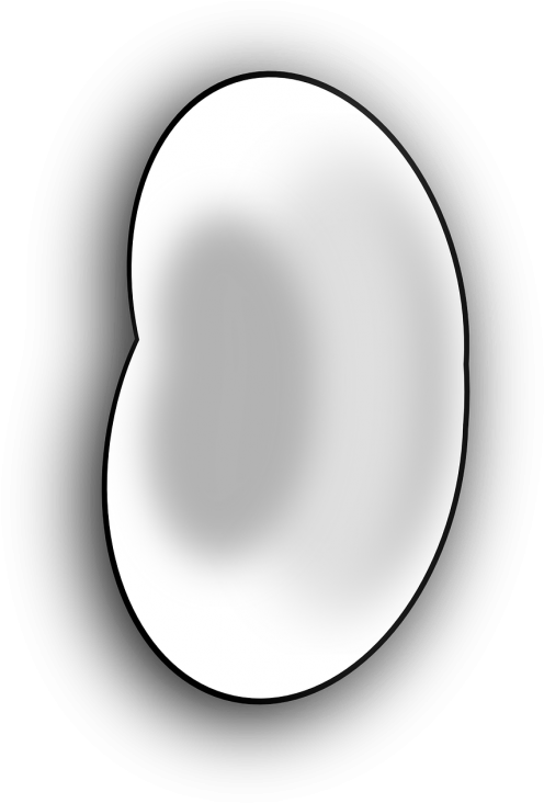 Pupos,balta,ankštiniai - Bean Clipart (500x742), Png Download