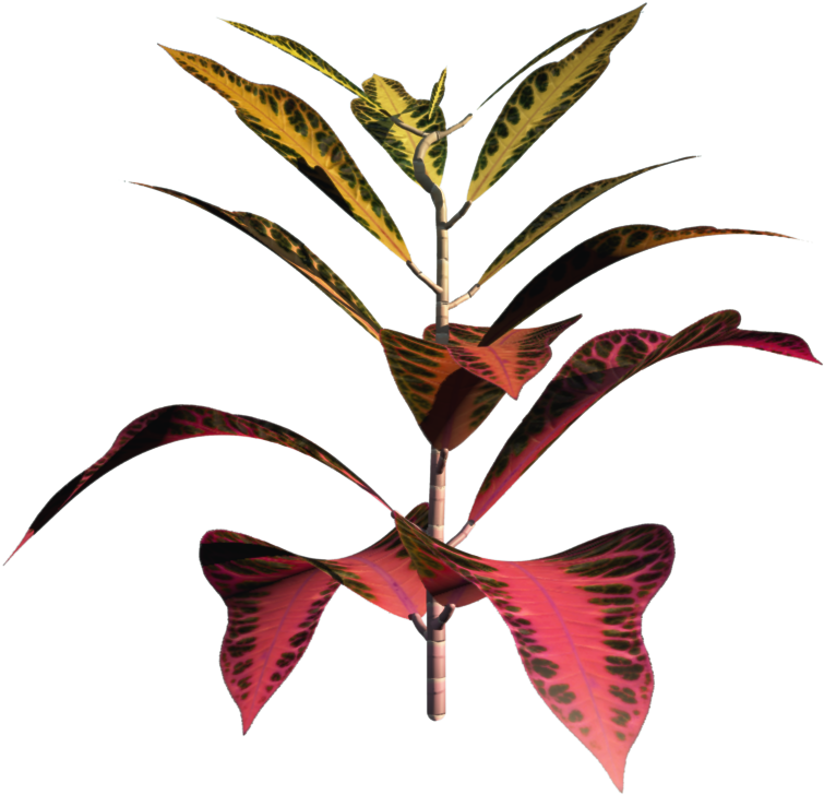 Plant1 - Portable Network Graphics Clipart (1558x908), Png Download