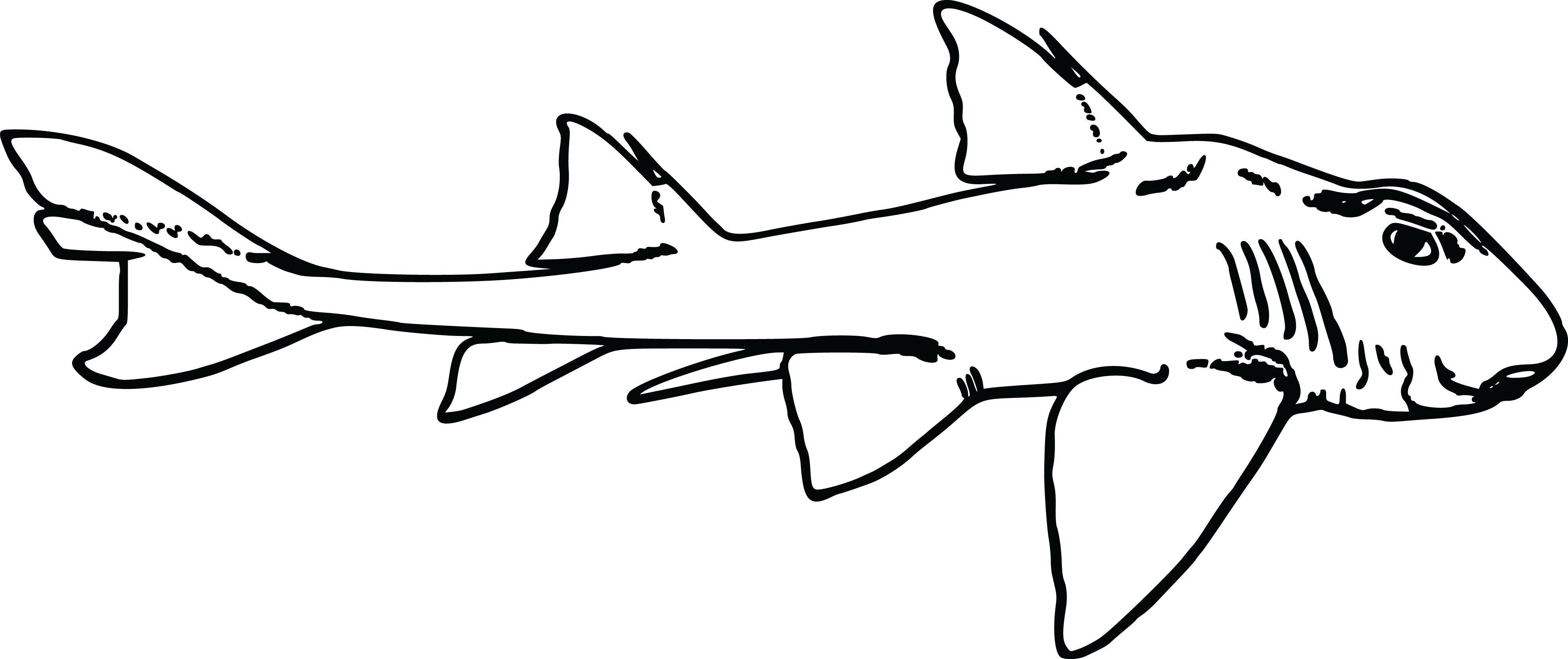 Download Free Clipart Of A Shark - Port Jackson Shark Clipart - Png Download (#1821436) - PinClipart