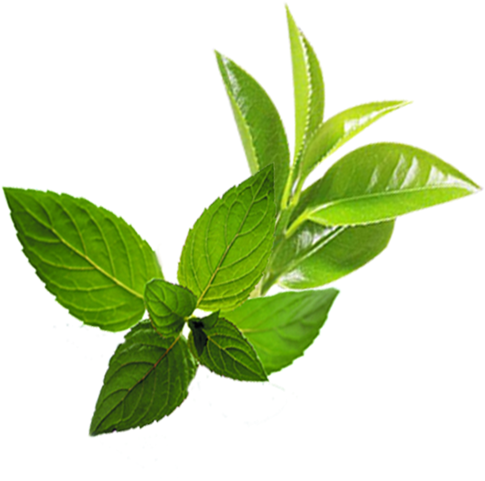 Mentha Spicata Mint Transprent Png Free Clipart (1276x1276), Png Download