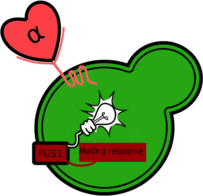 Schematic Overview Of The Fus1-egfp Reporter - Clip Art - Png Download (733x695), Png Download