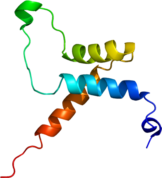 Cell Potency Clipart (576x628), Png Download