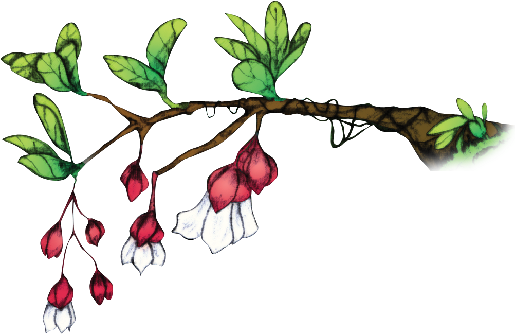 Medinilla Waterhousei, Commonly Known As Tagimoucia Clipart (1151x683), Png Download