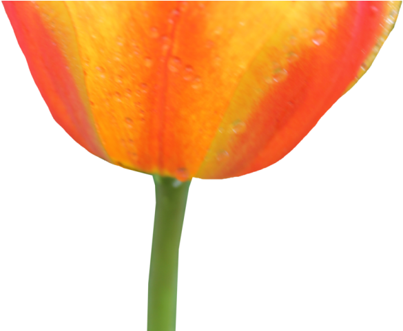 Orange Flower Clipart Transparent Background - Flower - Png Download (640x480), Png Download