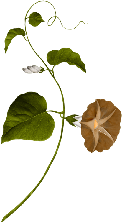 Water Spinach Clipart (457x800), Png Download