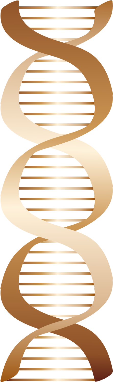 Bronze Dna Icon 555px - Dna Png Brown Clipart (555x1595), Png Download