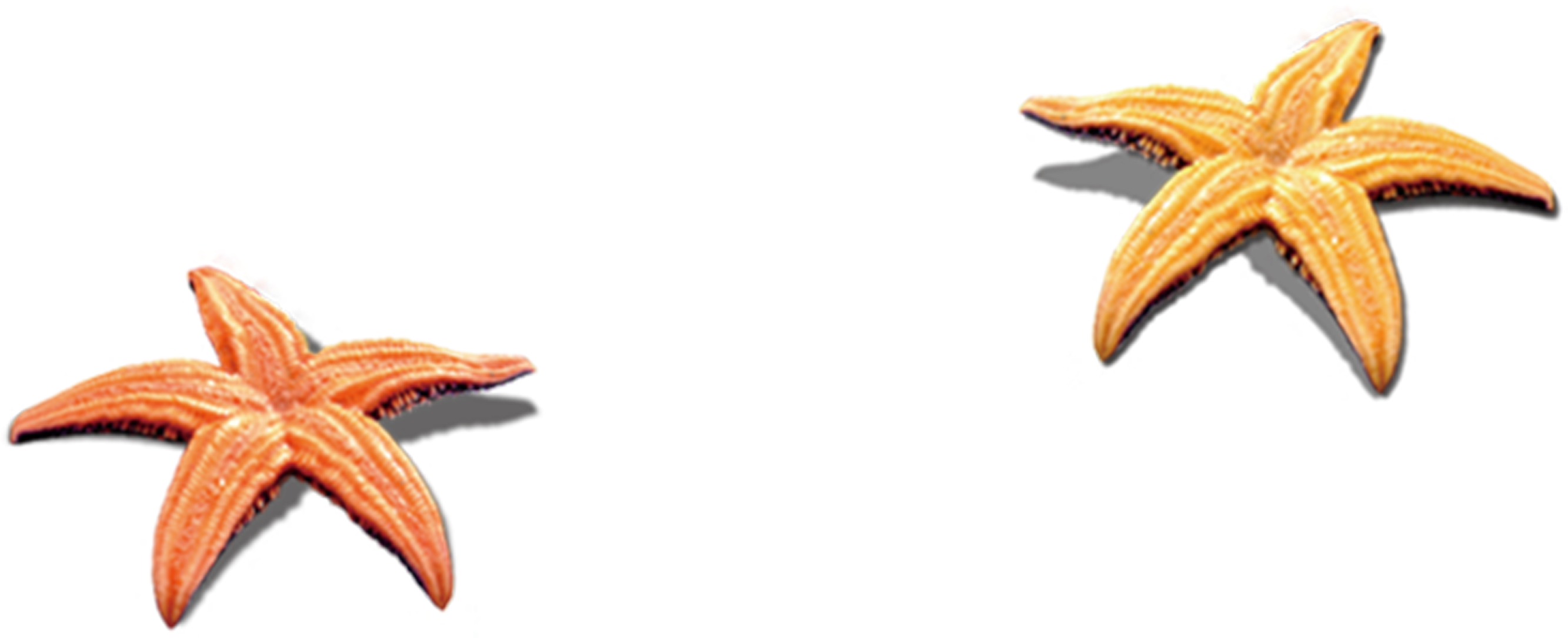 Seashell Clip Art Transprent Png Free Download - Kids Children's Slip-on Shoes Boys Casual Sport Shoes Transparent Png (3508x2480), Png Download