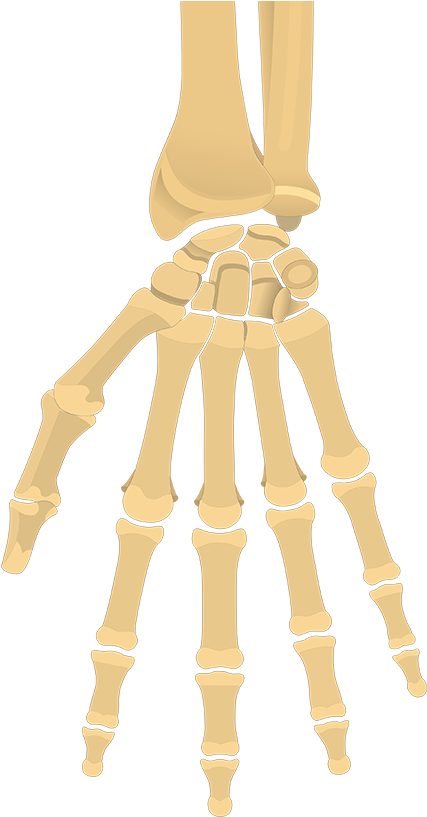 Xray Drawing Hand Anatomy Bone Banner Freeuse Download - Hand And Wrist Bones Unlabeled Clipart (1200x831), Png Download