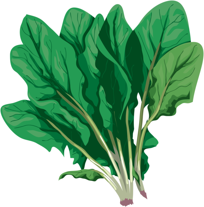 Spinach - Komatsuna Clipart (700x704), Png Download