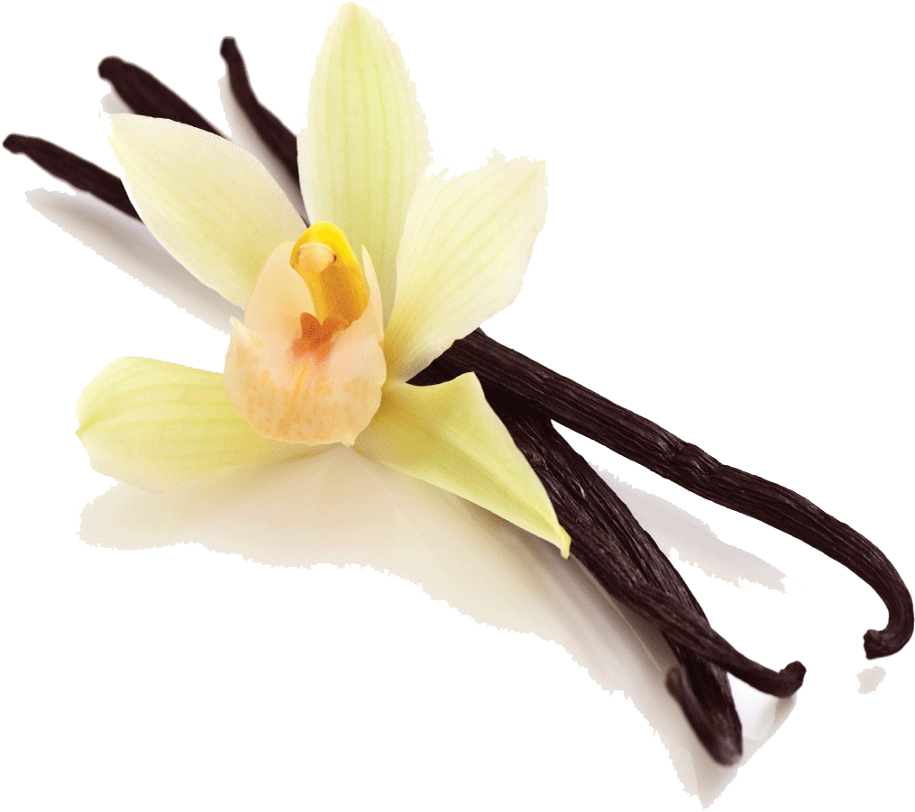 Download Vanilla Bean Png Picture Clipart (#1853551) - PinClipart