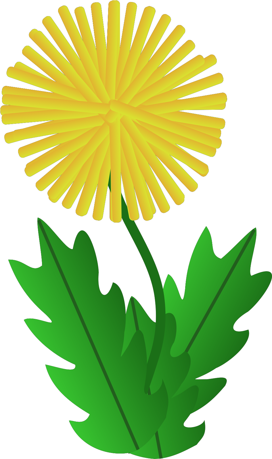 Flower - Dandelion Clipart (591x1000), Png Download