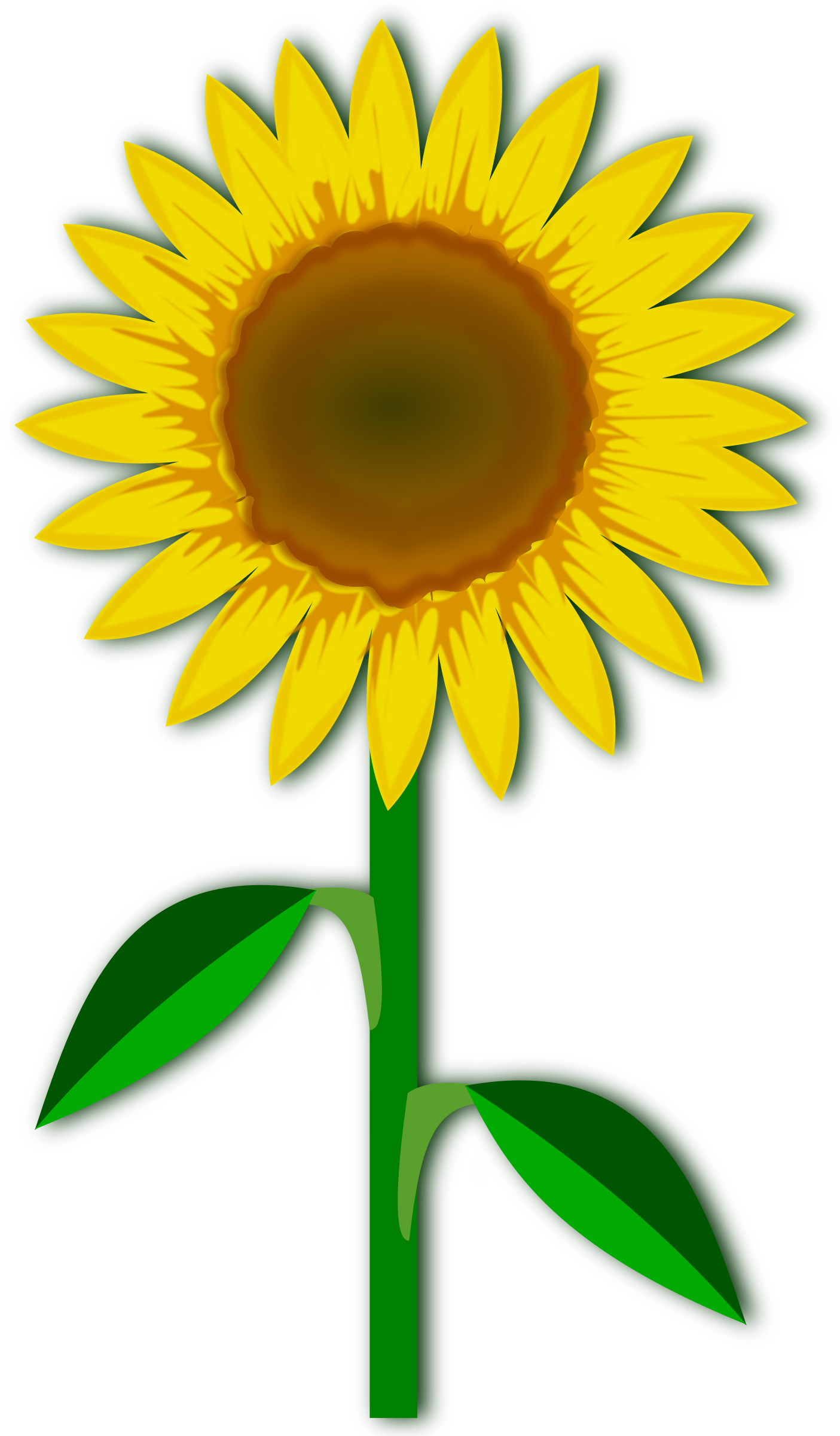 All Photo Png Clipart Transparent Png (750x750), Png Download