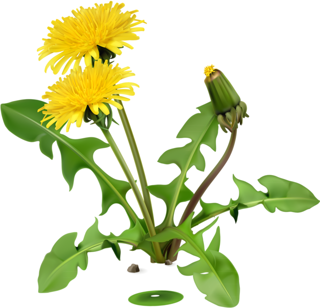 Publicat De Eu Ciresica La Clipart (641x643), Png Download