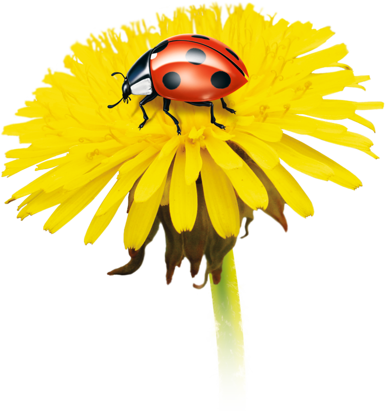 Dieses Produkt Ist Ideal Für Bedienungsanleitungen, - Chrysanths Clipart (783x836), Png Download