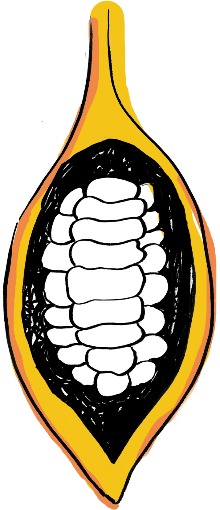 Cacao Pod Split Open Graphic - Cocoa Bean Clipart (1200x1792), Png Download