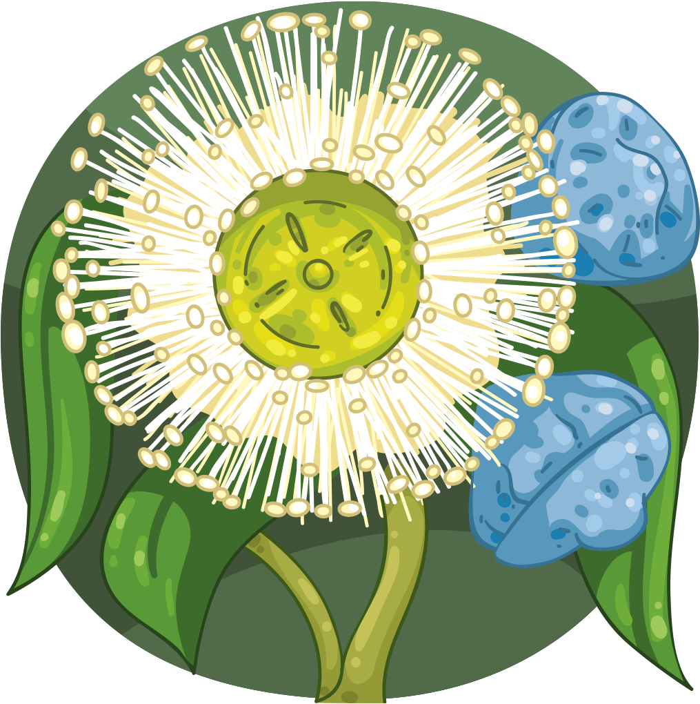 Tasmanian Blue Gum Clipart (1024x1024), Png Download