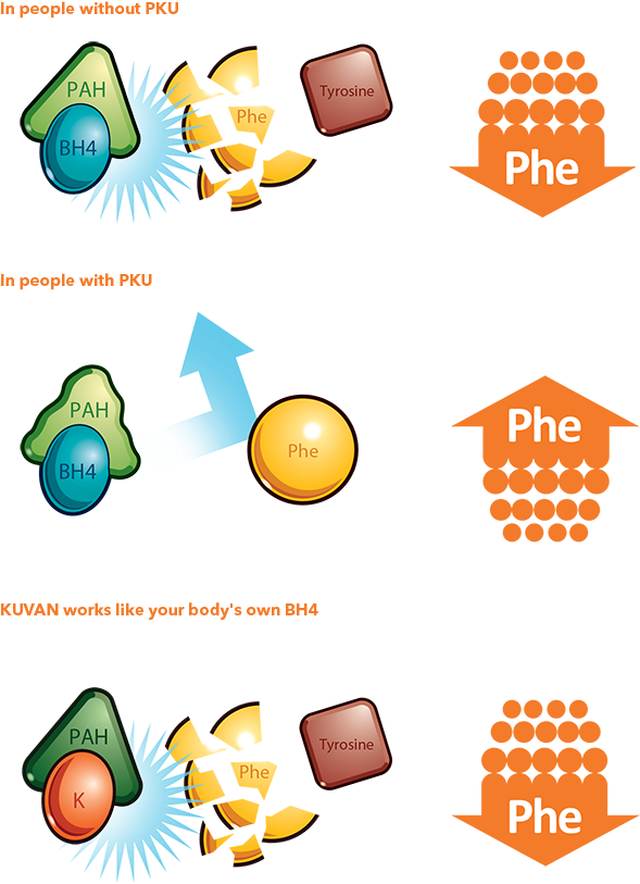 Phe Tyrosine Bv G - Download Clipart (602x840), Png Download