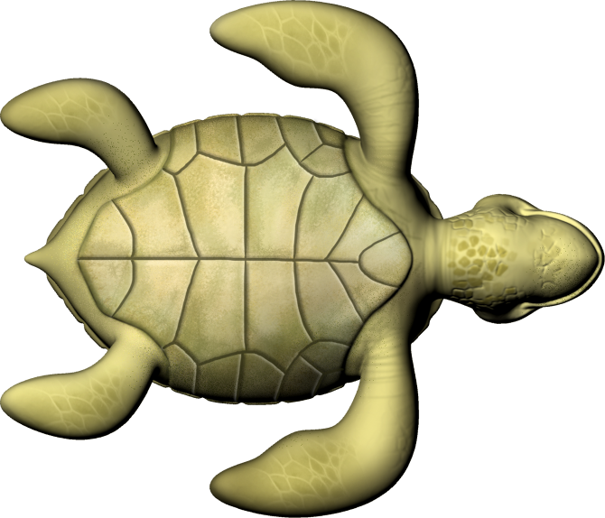 Sea Turtle - Illustration Clipart (670x574), Png Download