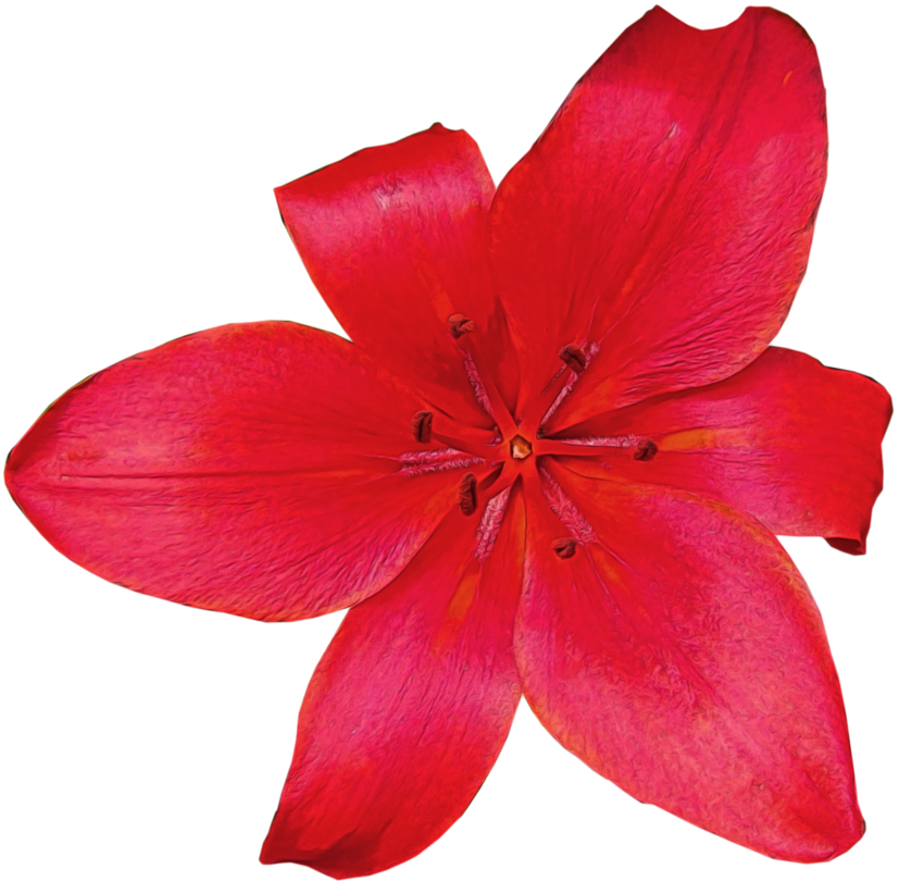 Flores Rojas, Trozo, Jardín, Arte - Art Clipart (903x884), Png Download