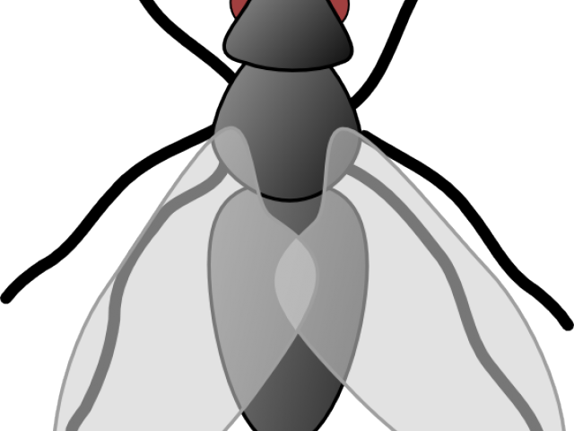 Fly Clipart - Housefly Clipart Png Transparent Png (640x480), Png Download