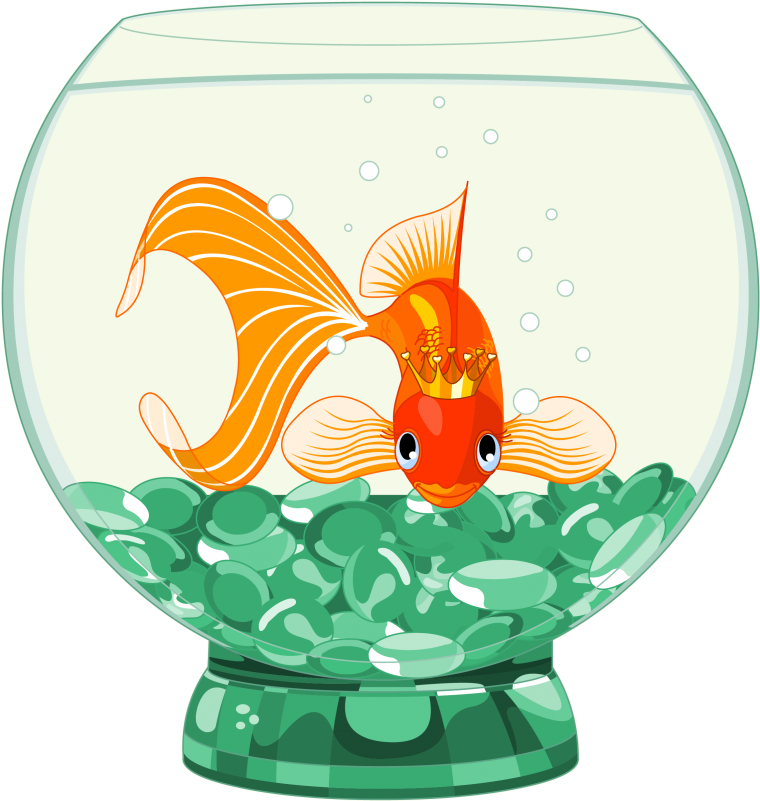 Next - Cartoon Goldfish Clipart (800x800), Png Download
