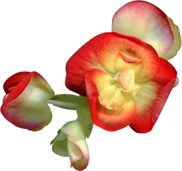 Visit - Flower Clipart (600x565), Png Download