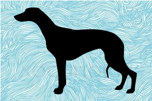 Chart Angielski Whipet Clipart (800x800), Png Download