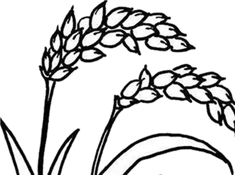 Png Black And White Stock Farming Drawing Rice Plantation - Clipart Rice Plant Black And White Transparent Png (800x800), Png Download