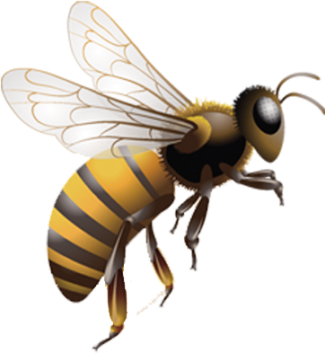 Jpg Library Honey Bee Insect Beehive Clip Art In - Honey Bee Jar - Png Download (800x800), Png Download