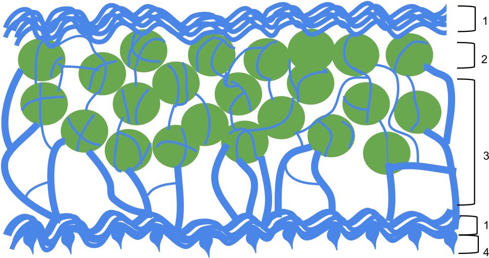 Open - Lichen Physiology Clipart (1000x551), Png Download