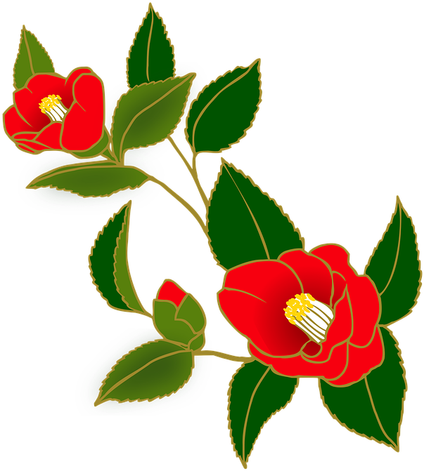 Camellia, Flowers, Red, Japanese Style, Winter - Japanese Camellia Clipart (720x720), Png Download