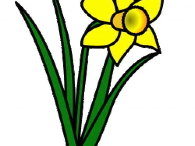 Daffodils Clipart Leek - Png Download (640x480), Png Download