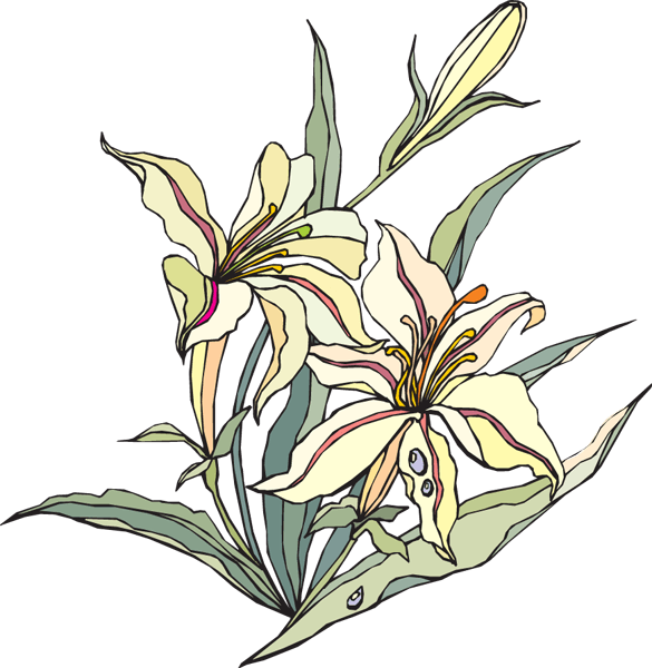 Lily Of The Valley Clipart - Lilia Biała - Png Download (585x600), Png Download