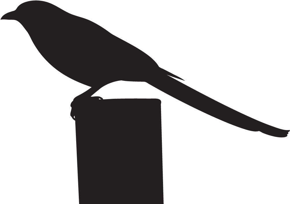 Black-billed Magpie - All About Birds Clipart (1024x1024), Png Download