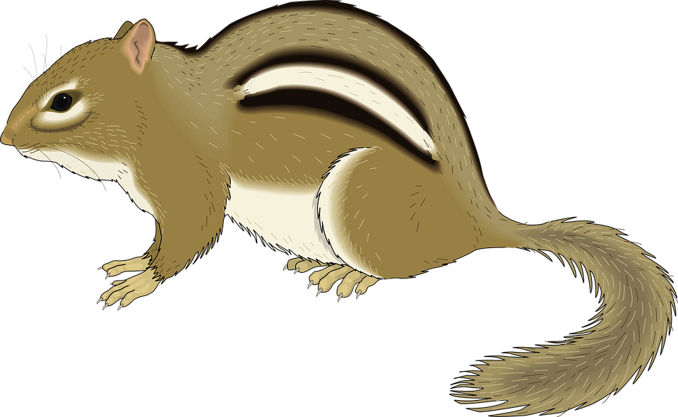 Chipmunk - Chipmunk Clip Art - Png Download (800x492), Png Download