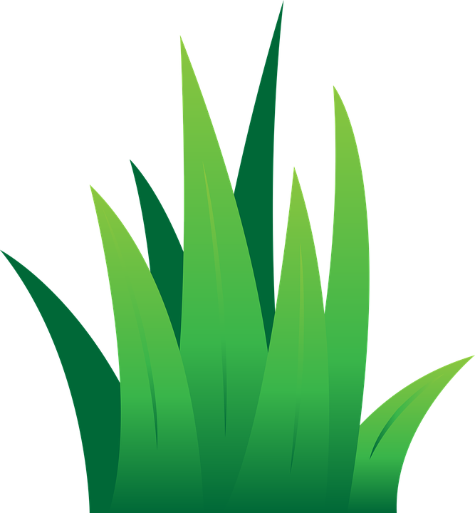 Lawn Clipart Leaves Grass - Clipart Green Grass - Png Download (667x720), Png Download