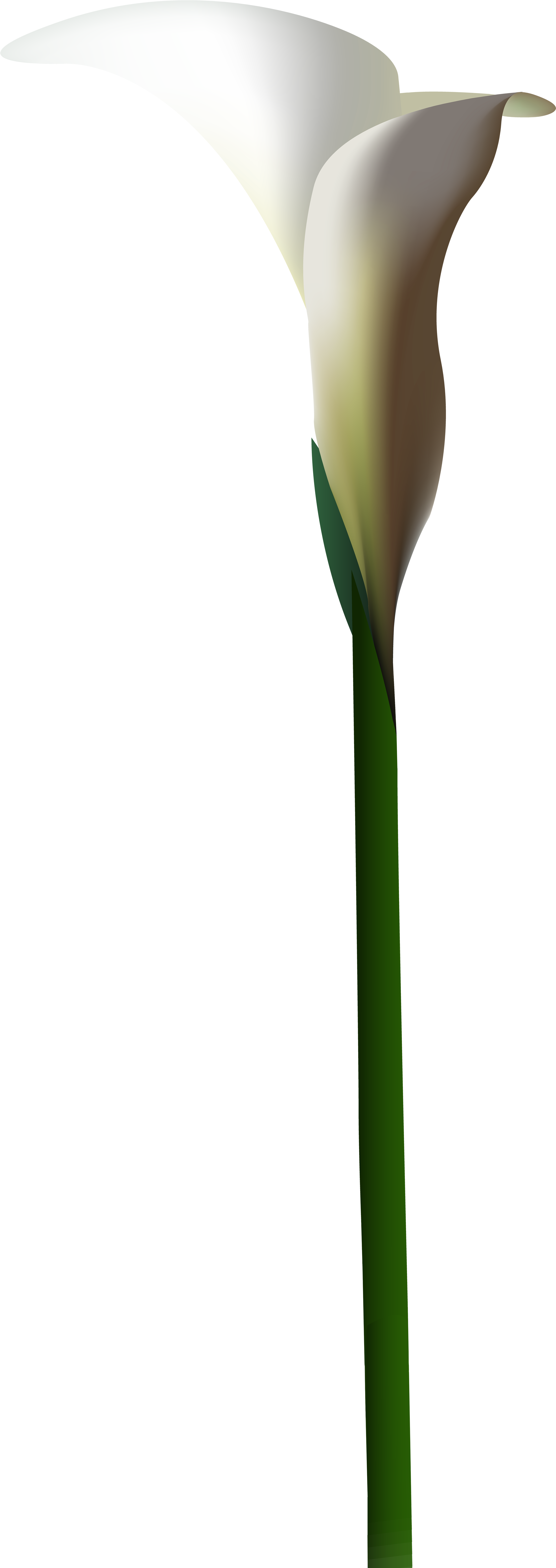 Калла белая лилия. Каллы коломбо пайкс. Стебель каллы. Calla lily цветок. Лилия калла.