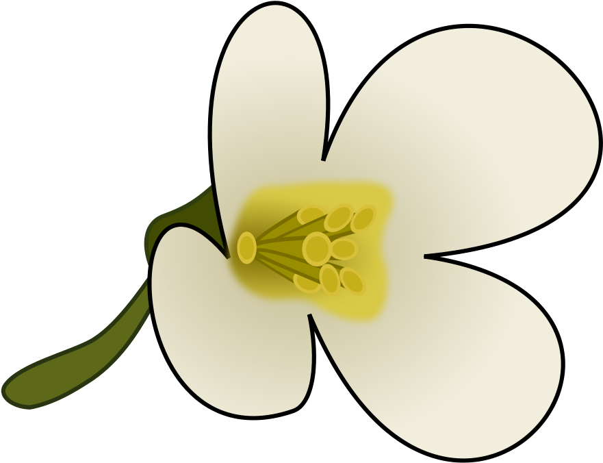 Clipart Flower With Pollen - Png Download (800x800), Png Download