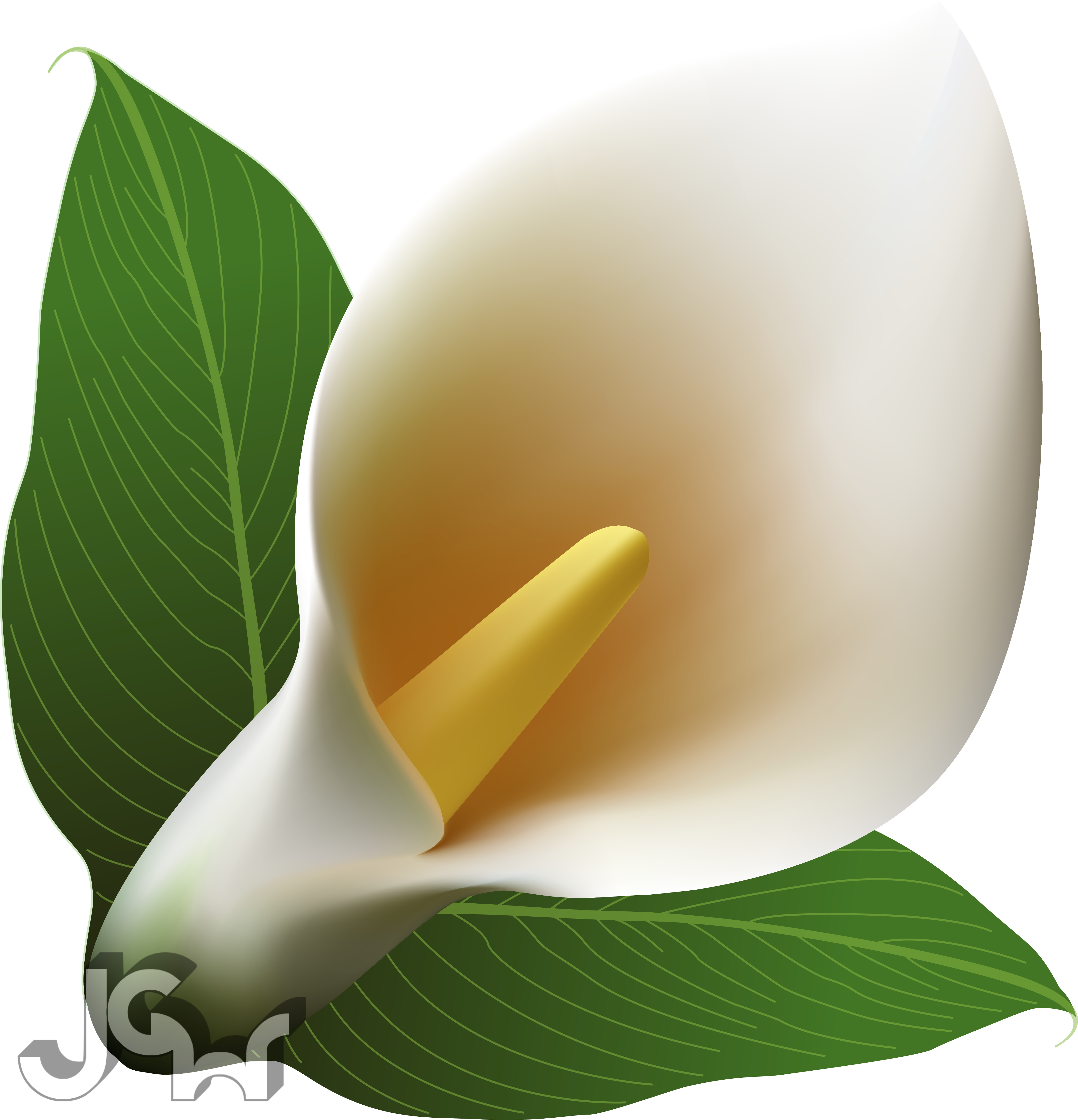 Calla Lily Clip Art - Png Download (4562x4741), Png Download